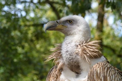 Centro Temático de Especies Amenazadas (Fundación Gypaetus)