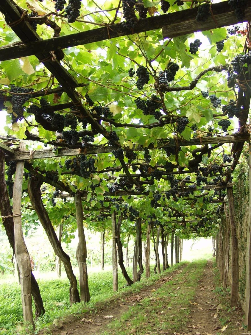 BIENVENIDAS  Y BIENVENIDOS A BAKIO