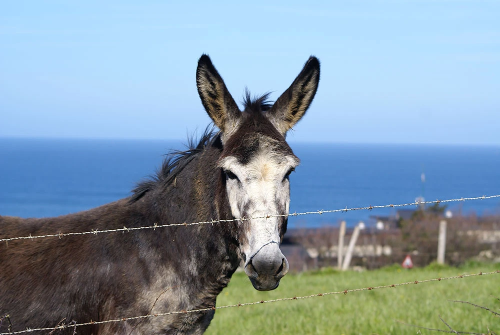 BIENVENIDAS  Y BIENVENIDOS A BAKIO