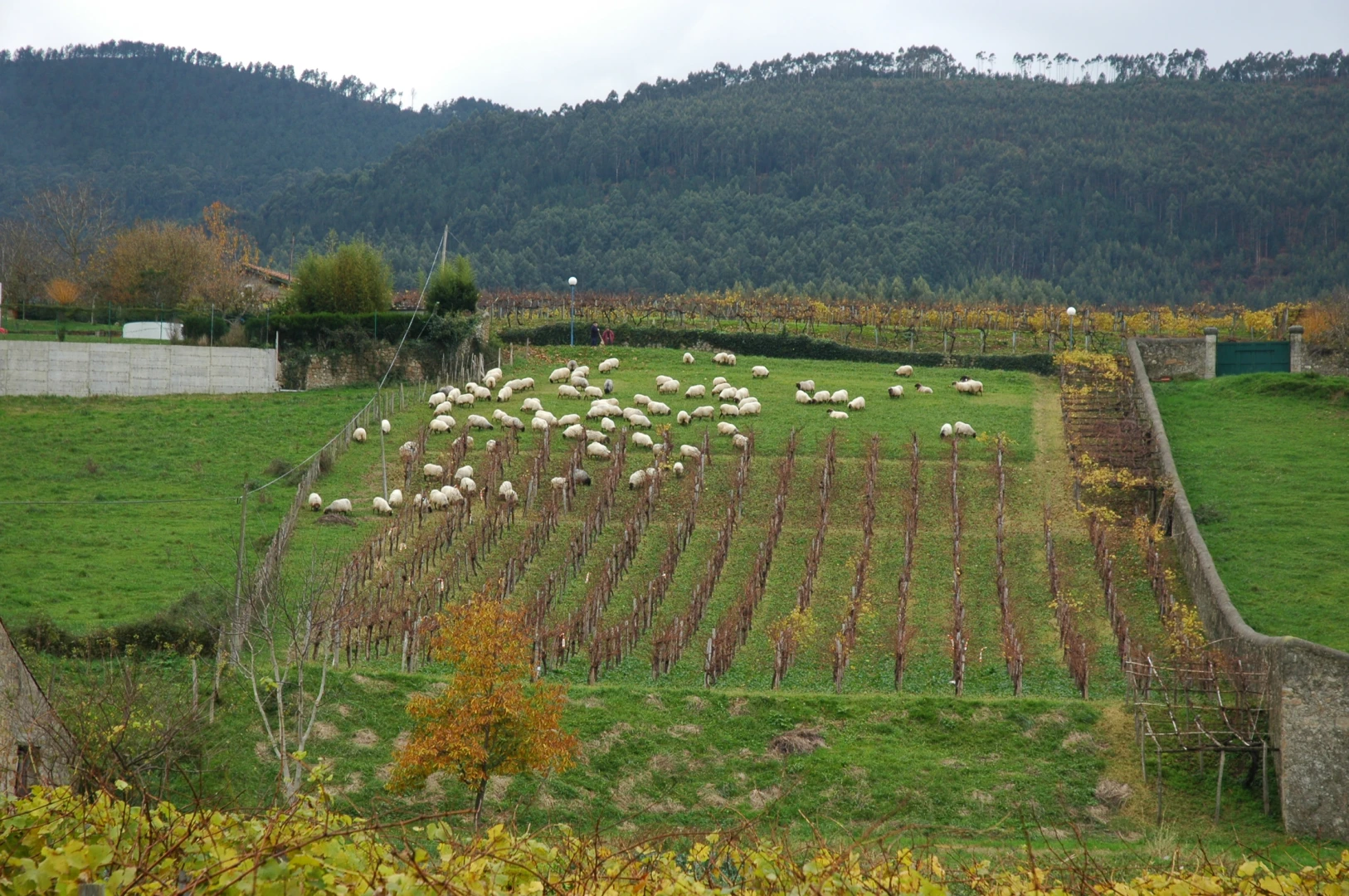 BIENVENIDAS  Y BIENVENIDOS A BAKIO