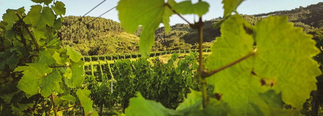 ZABALA TXAKOLINA - BODEGA