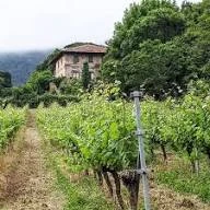 ABIO TXAKOLINA BODEGA