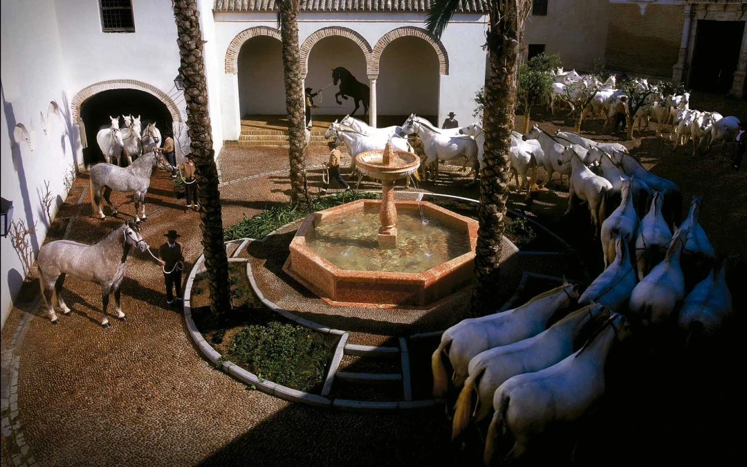 Yeguadas y ganaderías
