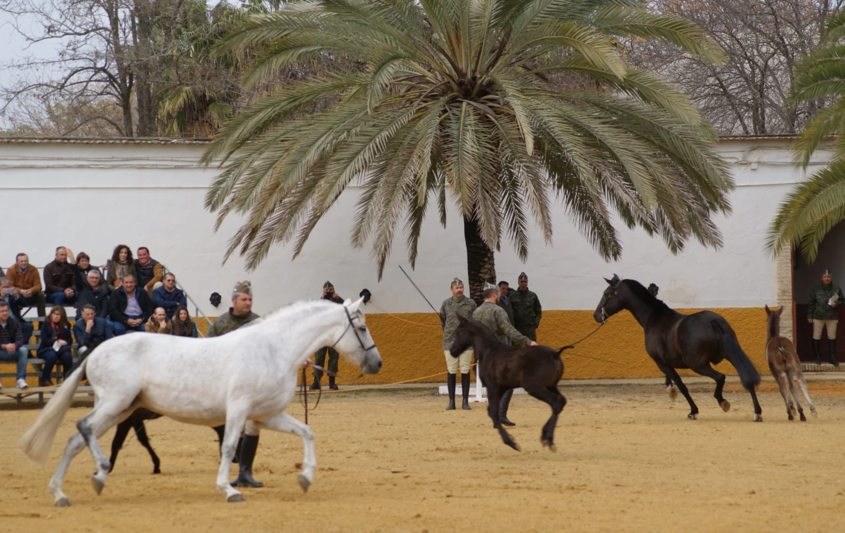 Yeguadas y ganaderías