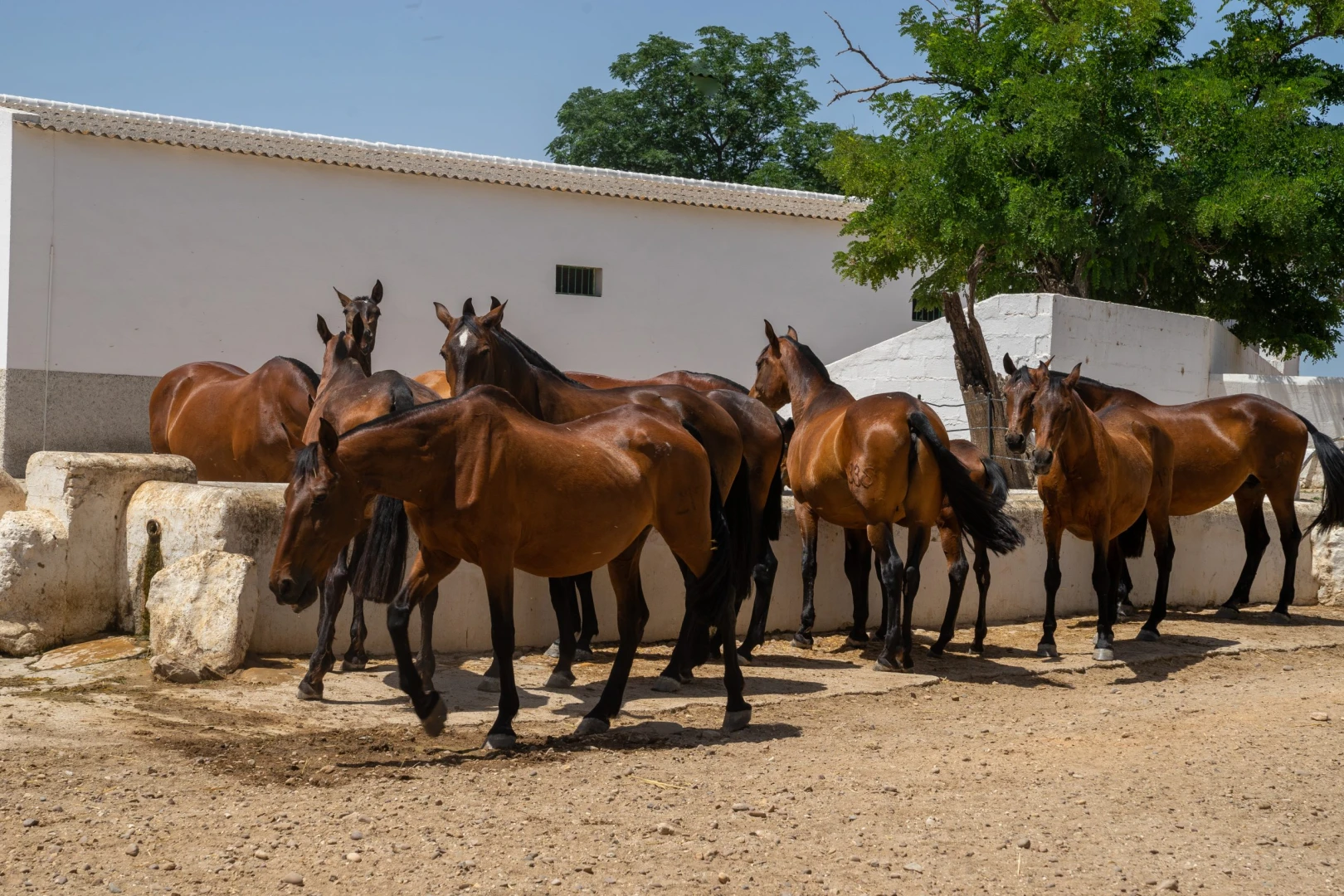 Yeguadas y ganaderías