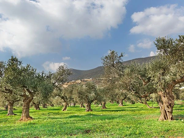 Gran Alcuza Aceite de Oliva