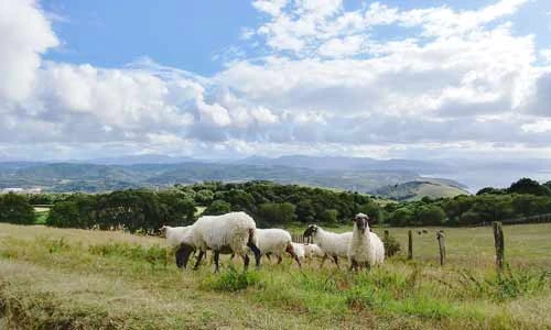 Ruta Ermua — Nordic Walking