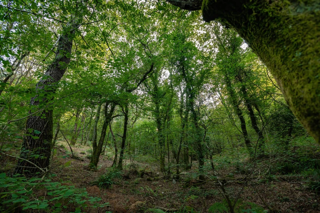 Fraga dos Casás (Cerdido)