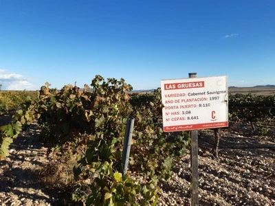 Paseo entre Viñedos de las Gruesas