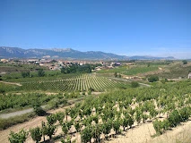 San Vicente (Elciego)