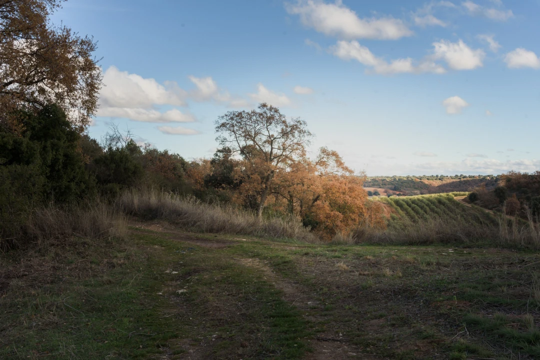 Juan de Goyeneche Pathway  (Villar del Olmo-Nuevo Baztán)