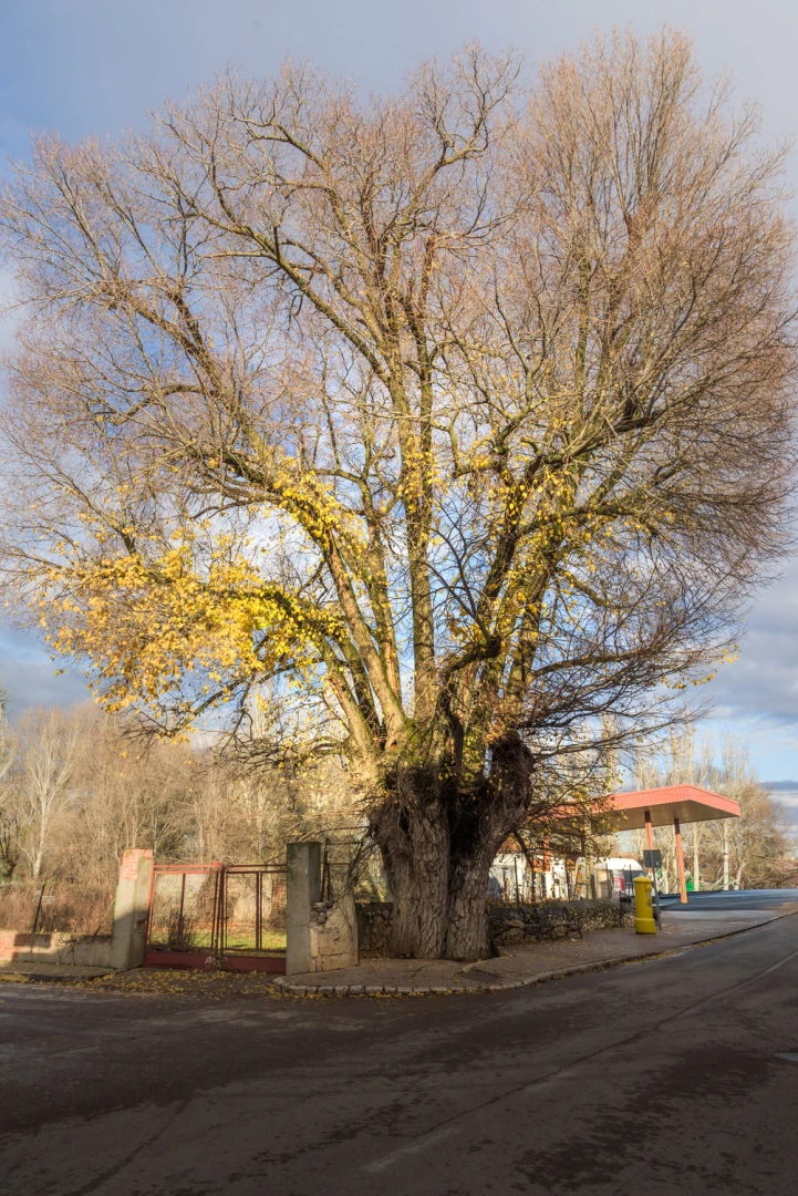 Centennial Elm of Nuevo Baztán