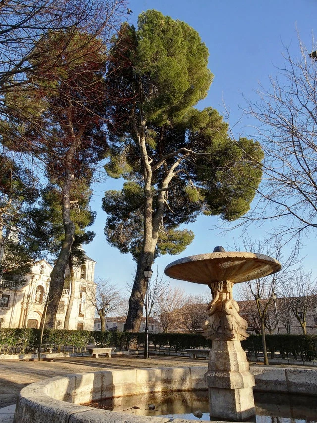 Aleppo Pine of the Palace Garden