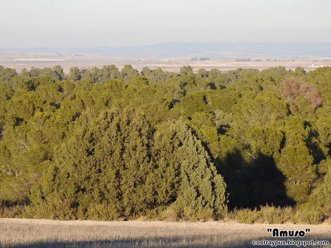 La Retuerta de Pina de Ebro