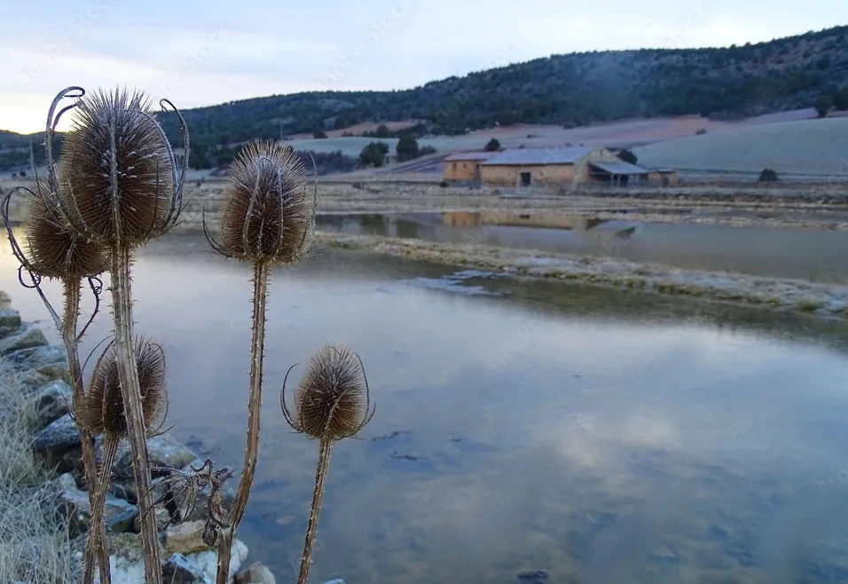 Salinas de Armalla