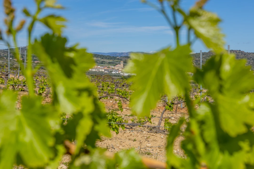 Tierras de Cebreros