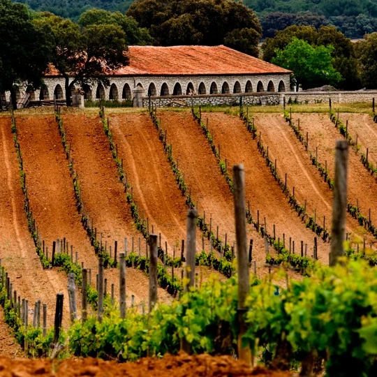 Bodega Territorio Luthier