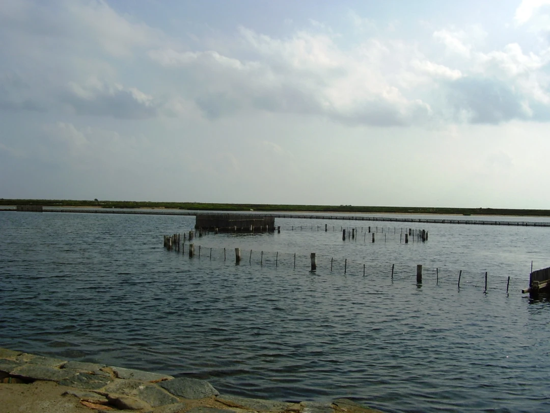 Encañizadas – Punta de Algas