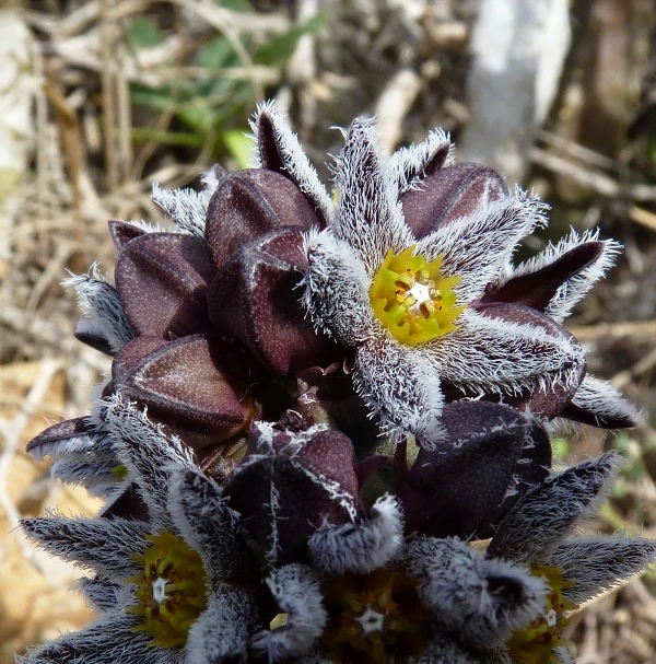 Cuernúa