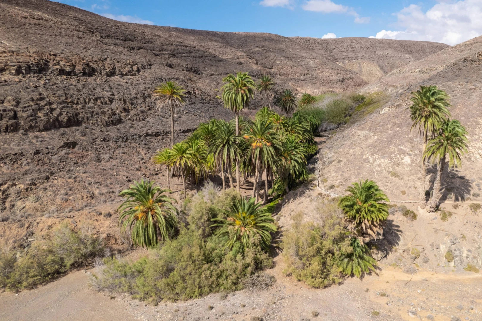 Palmeral de la Madre del Agua