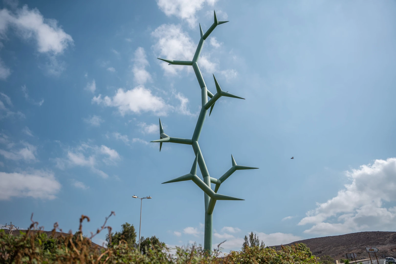 Cactus La Lajita