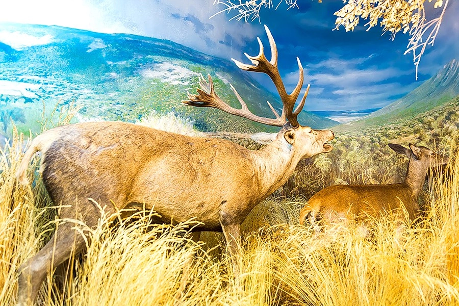 Museo de la Caza y la Naturaleza