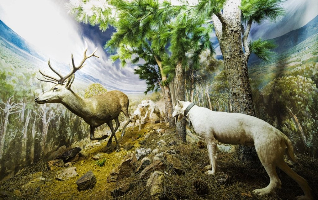 Museo de la Caza y la Naturaleza