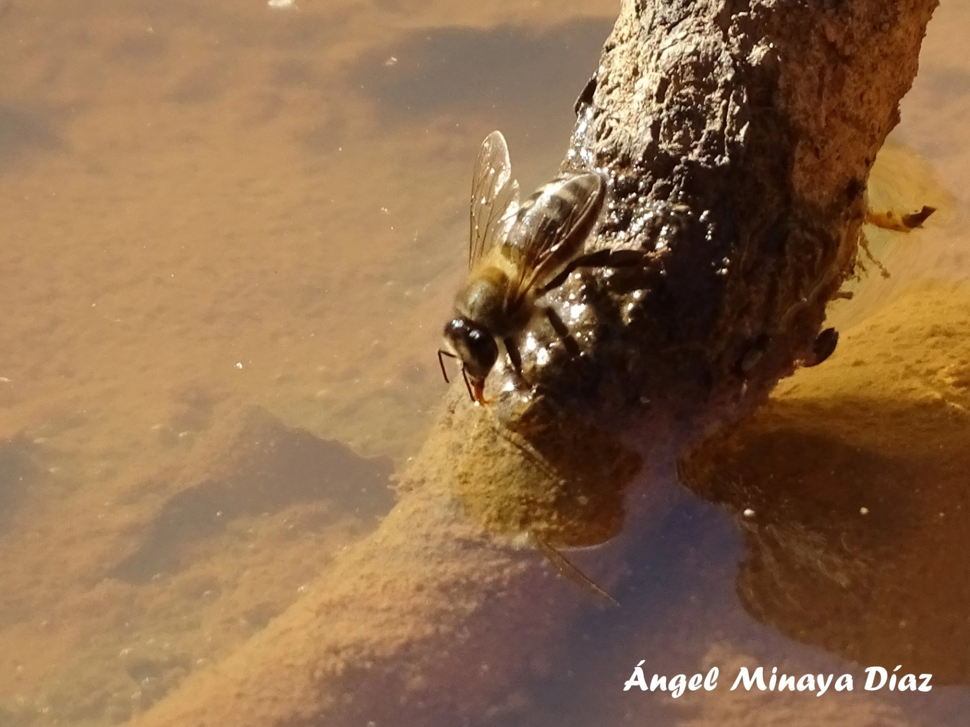 Amigos por Naturaleza