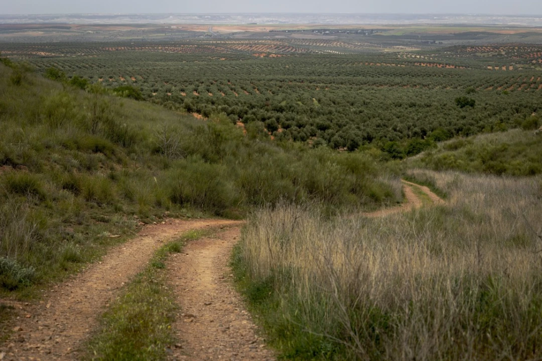 Sierra del Buey