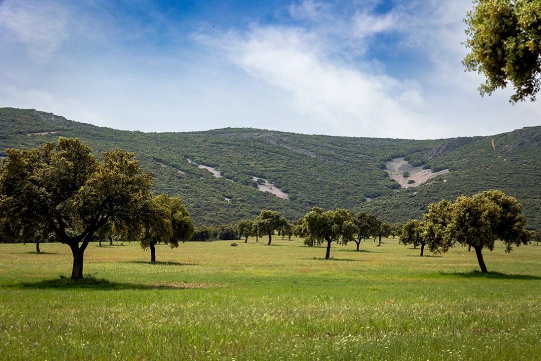 Camino de la Dehesa Boyal - RUTA LA TRAVIESA DE LAS CORZAS